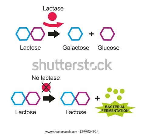 유당은 갈락당과 포도당으로 이루어져 있다.젖당 과민증은 스톡 일러스트 1299524914 | Shutterstock