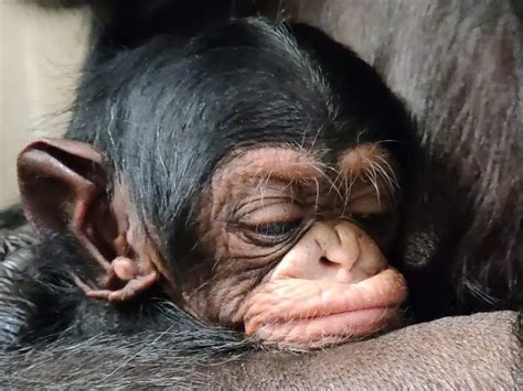 The Touching Moment a Chimp Mother is Reunited with Her Newborn is Captured on Video - Hasan Jasim