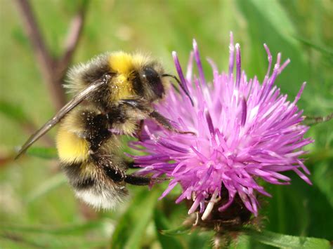 Buzz Pollination: Bumblebees Sing For Their Supper | Bit Rebels