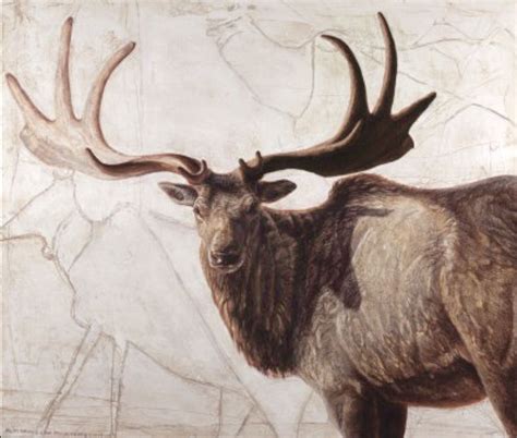 The extinct Irish Elk (Megaloceros giganteus), one of the largest deer that ever lived, stood ...