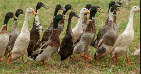 Runner Ducks - A-Z Animals