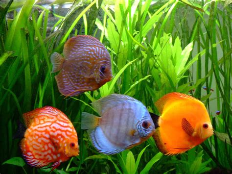 Discus Fish Wallpapers - Wallpaper Cave