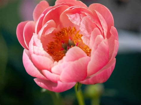 Discover the captivating Coral Charm peony 🌷💫 A standout in any garden!