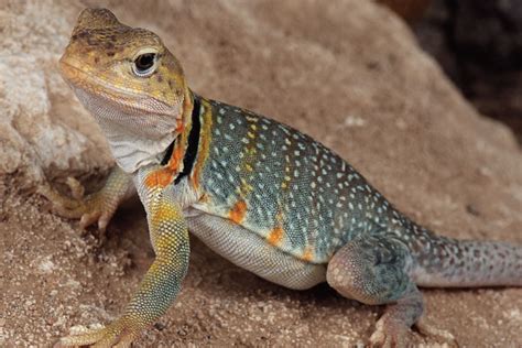 Breeding The Collared Lizard - Reptiles Magazine