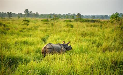 Wildlife Nature and Culture Tour – Nepal | Epiconic Travel