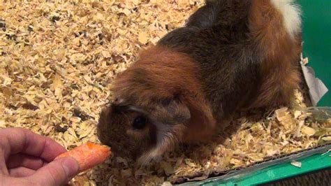 Guinea Pig Eating Carrot - YouTube