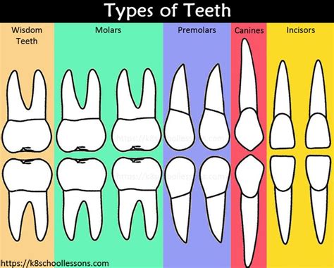 Human Tooth Structure for Kids | Structure of the Tooth | Tooth Decay ...