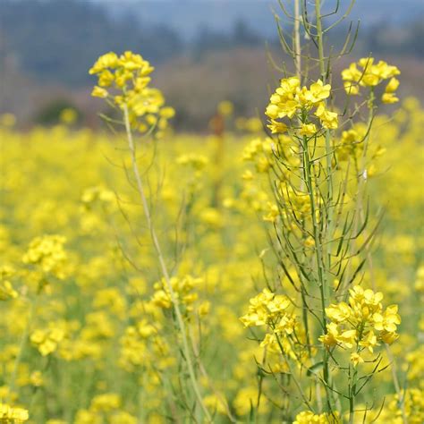 Brassica nigra medicinal uses