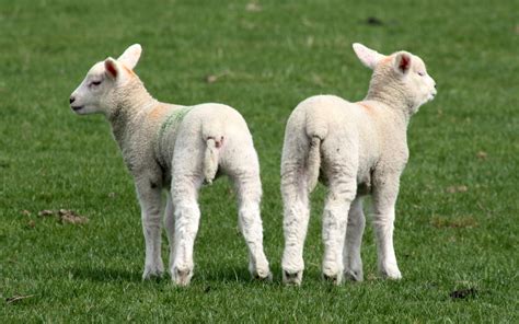 Marking lambs - sheep management operations