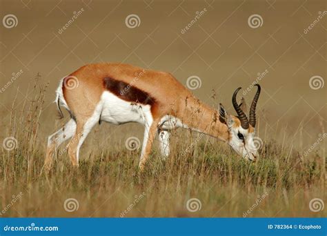 Springbok antelope stock photo. Image of marsupialis, africa - 782364