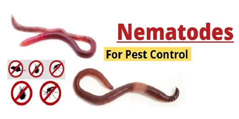 How to Use Beneficial Nematodes for Organic Pest Control?