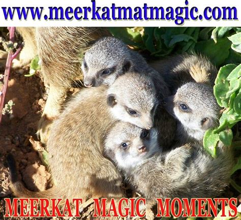 Experience their MEERKAT MAGIC MOMENTS with the Wild and Free UNGULUNGU Meerkat group protected ...