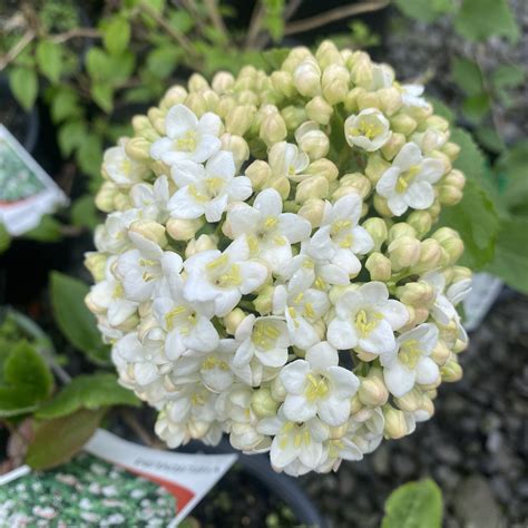 Viburnum 'Carlesii' 2L - Lushingtons