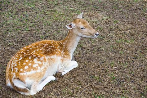 Sika Deer For Sale - Cold Creek Ranch Texas