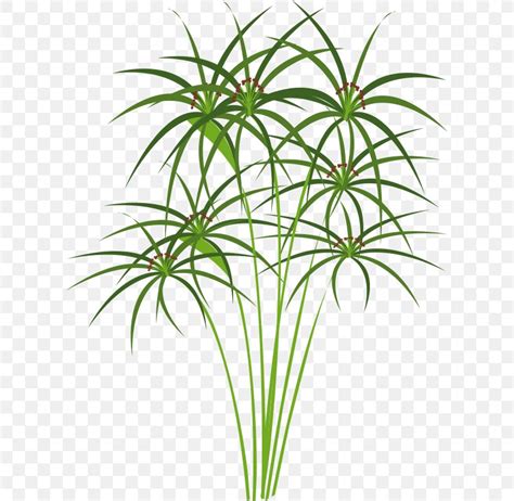 Cyperus Papyrus Ancient Egypt Drawing Clip Art, PNG, 609x800px, Papyrus ...