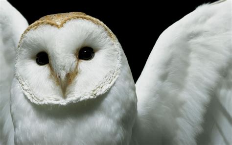 🔥 [70+] Snowy Owl Wallpapers | WallpaperSafari