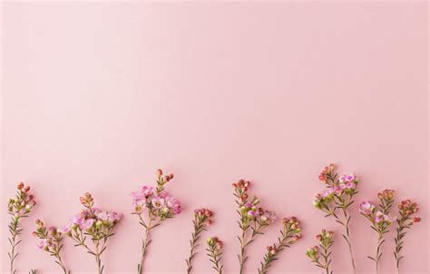 Photo Wallpaper Background, Pink, Flowers - Pink Flowers Desktop ...