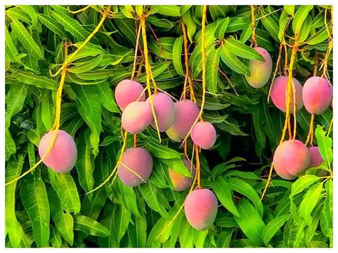 Miyazaki mango Cultivation