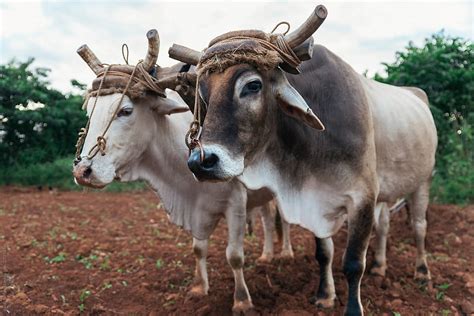 "Farmer And Oxen Plow Tobacco Field." by Stocksy Contributor "Santi Nuñez" - Stocksy