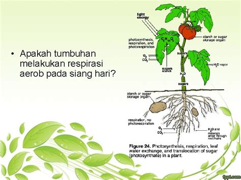 Sistem Pernapasan Tumbuhan – materisekolah.github.io