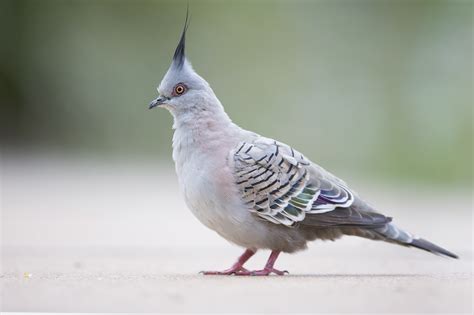 Crested pigeon - Wikiwand