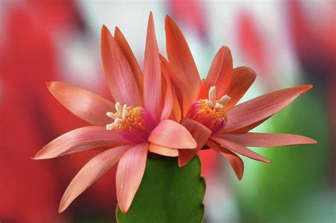 Easter Cactus Photograph by Terence Davis - Fine Art America