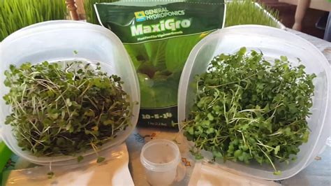 DIY How to grow Microgreens at home - YouTube