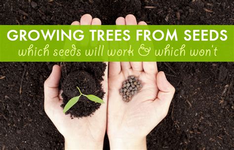 Growing trees from seeds: which seeds work, and which won't