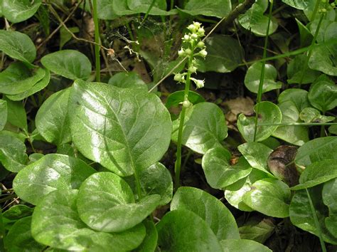 Pyrola L. | Plants of the World Online | Kew Science