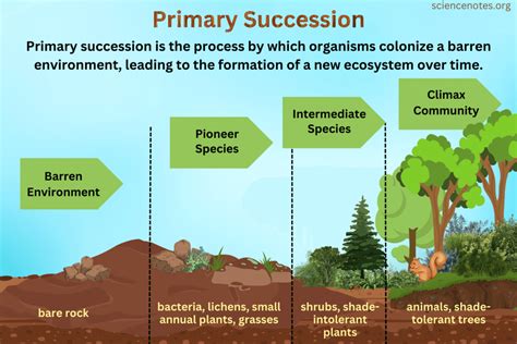 Primary Succession Definition and Examples