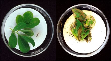 Better Know a Microbe: Bacillus thuringiensis | Microbiology