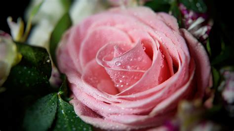 Light Pink Rose With Water Drops 4K HD Flowers Wallpapers | HD Wallpapers | ID #55282