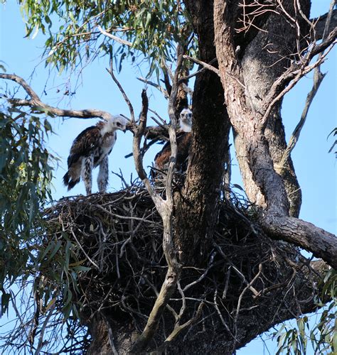 Wedge-tailed Eagle Nest | BIRDS in BACKYARDS