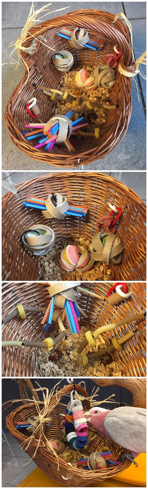 Parrot foraging toy made with a basket - it'd be even better and last longer if you put fort ...