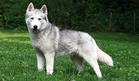 Siberian Husky Coat Colors | DVSHR