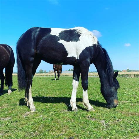 Friesian Horse | Friesian horse, Quarter horse, Horses