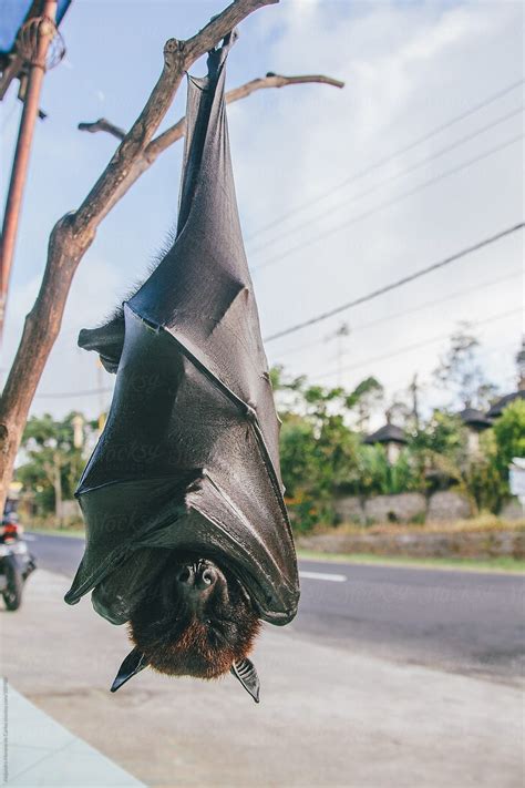 "Fruit Bat Or Flying Fox (Pteropus Vampyrus) Hanging Of A Branch" by ...