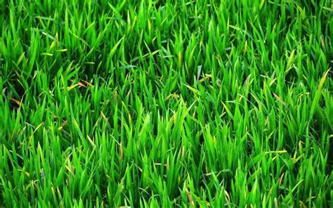 Green Grass Wallpapers - Wallpaper Cave