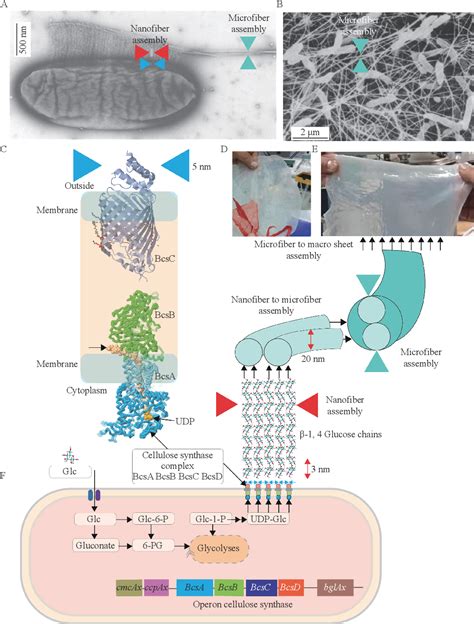 Figure 1 from Bacterial nanocellulose production and biomedical applications | Semantic Scholar