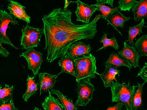 Cell Navigator™ Mitochondrion Staining Kit *NIR Fluorescence* | AAT Bioquest