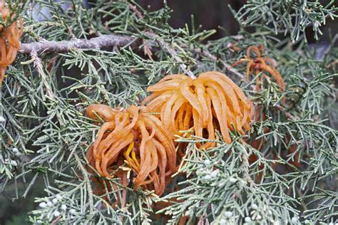 Cedar Apple Rust: How to Identify and Stop This Fungal Disease