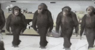 Chimp GIF - Find on GIFER