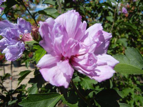 Lavender Rose Of Sharon Althea Tree - Lavender Plant