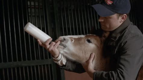 [VIDEO] Budweiser 2013 Super Bowl XLVII Ad The Clydesdales: "Brotherhood" - SuperBowl-ads.com