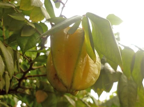 Starfruit Tree Care Guide | Plantly