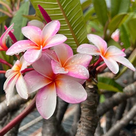 Plumeria Frangipani Maui Princess | 5' Pot - Plant Hawaii