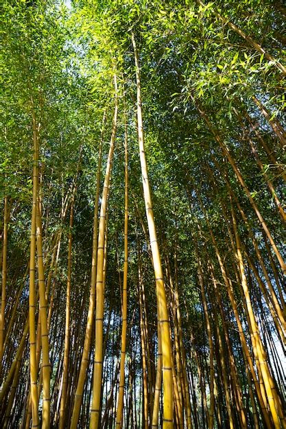 Premium Photo | The beauty of the golden bamboo with golden stems and ...