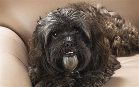 Black and brown Lhasa Apso HD wallpaper | Wallpaper Flare