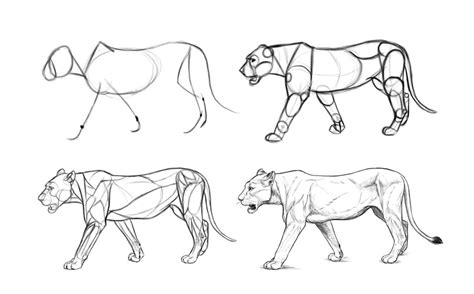 CLASS101+ | Learn Animal Anatomy to Draw Realistic Animals from Imagination