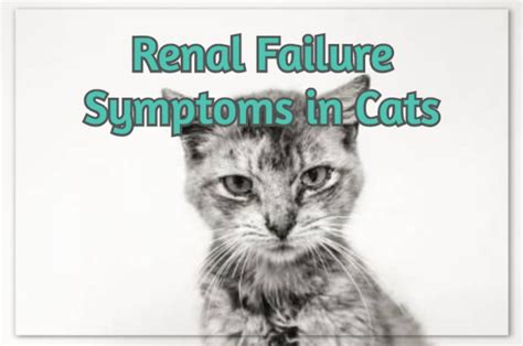 PLEASE READ, LIKE, COMMENT & SHARE: Renal Failure Symptoms in Cats - A ...